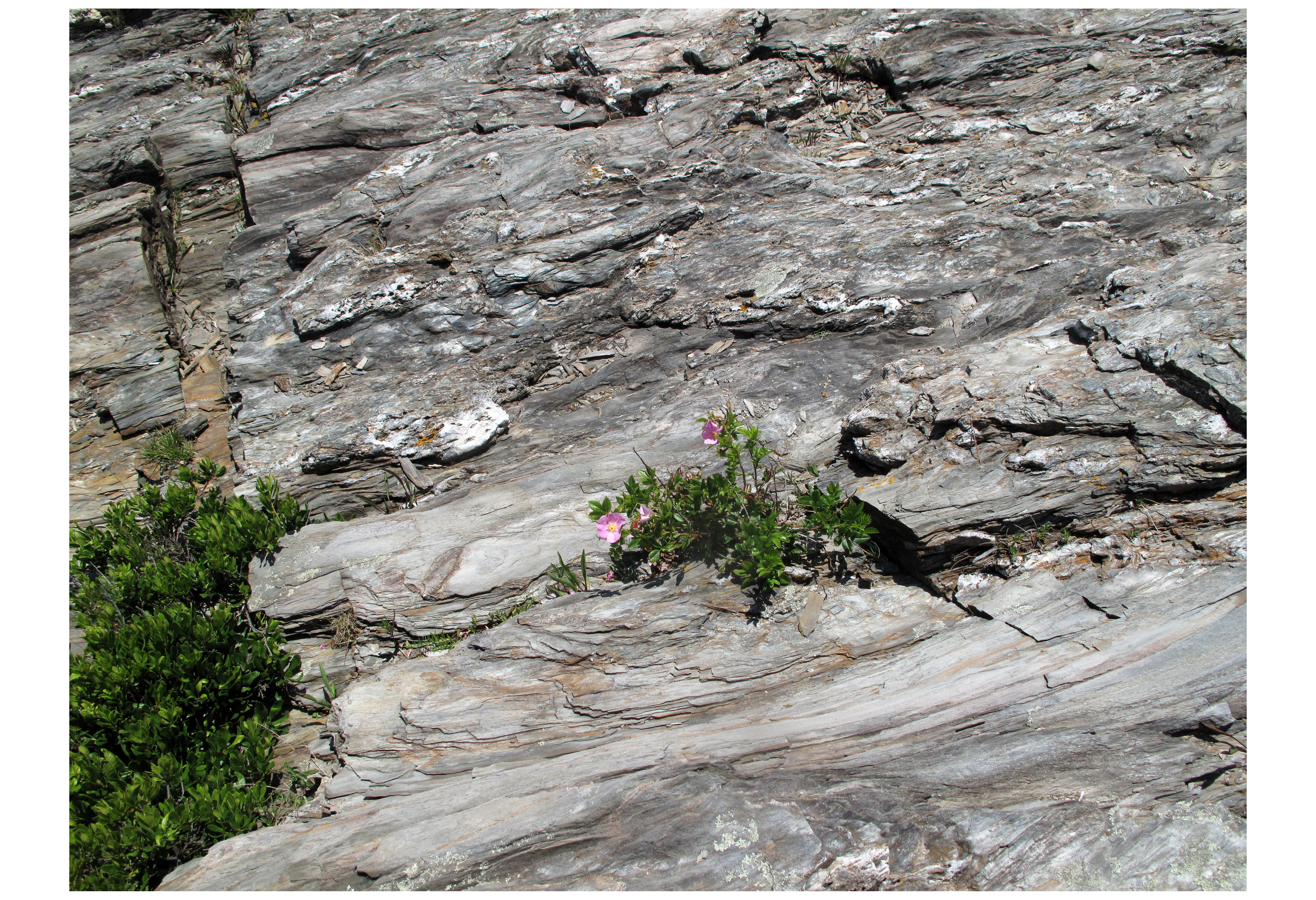 Beach Rose, Maine - Lili Grady, Faculty, Rockland Community College